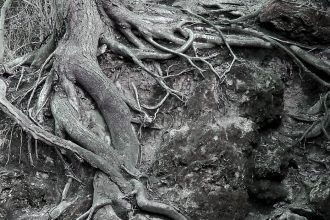 Borrowed roots